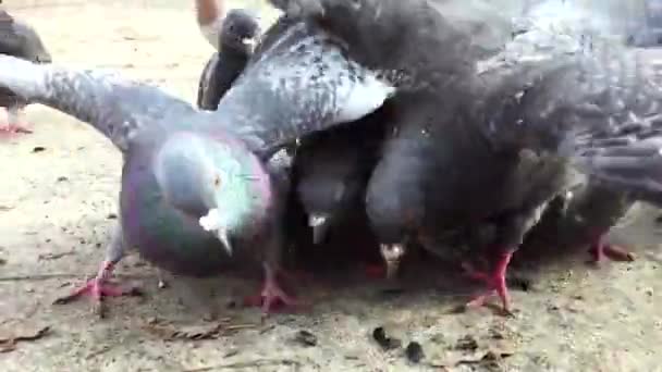 Gros Plan Grand Groupe Pigeons Mangeant Des Graines Sol — Video