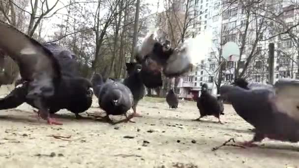 Yakından Yerden Tohum Yiyen Büyük Bir Güvercin Grubu — Stok video