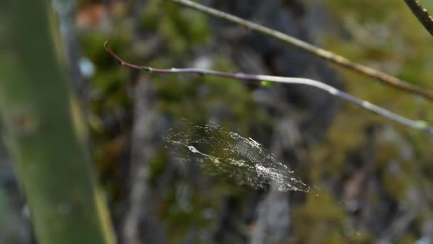 クローズアップショット 暖かく晴れた夏の日に風の中でクモの巣が揺れ — ストック動画
