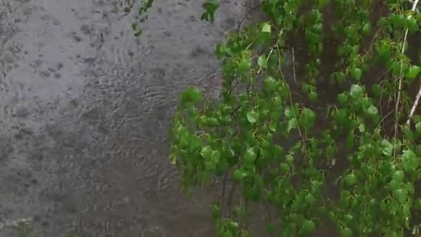 Zdjęcia Bliska Gałąź Brzozy Zielonymi Liśćmi Tle Dużej Kałuży Deszczowy — Wideo stockowe
