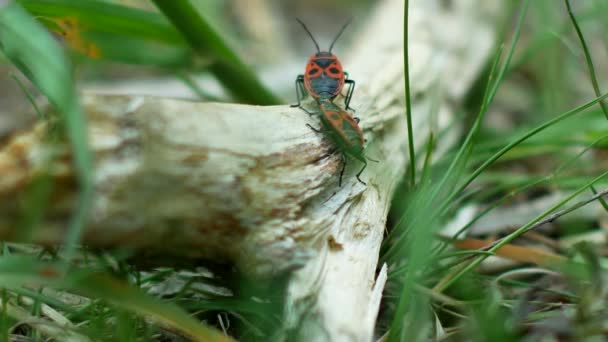 Käfer Löten Paarungen Einem Holzstab Gras Dann Rannte Der Verängstigte — Stockvideo