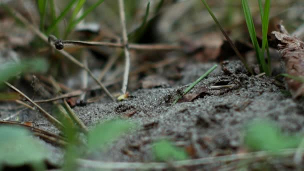 Κοντινό Πλάνο Μιας Μυρμηγκιάς Μυρμήγκια Δουλεύουν — Αρχείο Βίντεο