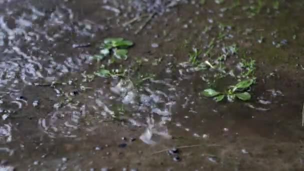 Uma Noite Chuvosa Verão Água Chuva Flui Goteja Uma Poça — Vídeo de Stock