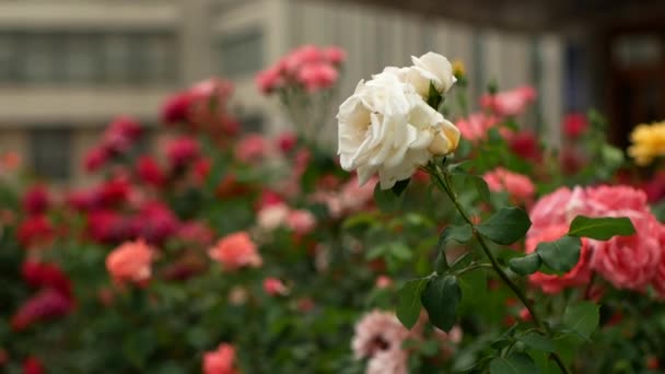 Vinden Skakar Isolerad Vit Ros Blomma Bakgrunden Många Flerfärgade Färgglada — Stockvideo