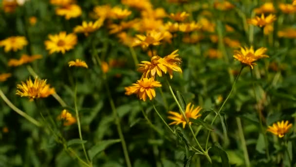 Κοντινό Πλάνο Ενός Κήπου Λουλουδιών Πολλά Όμορφα Κίτρινα Μια Ζεστή — Αρχείο Βίντεο