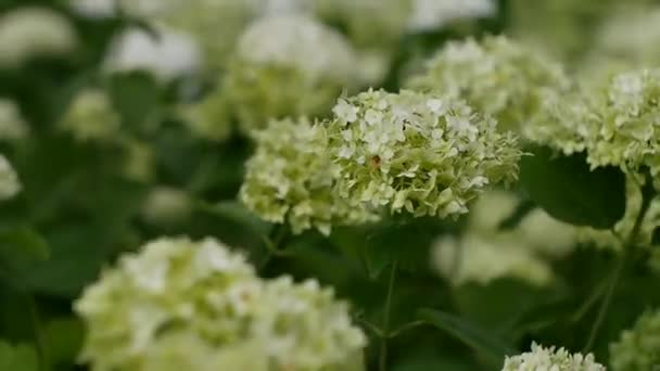 Primer Plano Rodaje Macizo Flores Con Muchas Hermosas Flores Blancas — Vídeo de stock