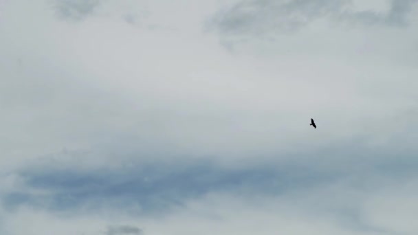 독수리는 솜털같은 구름이 아름다운 하늘의 배경을 날아다닌다 — 비디오