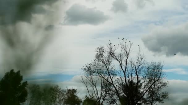 夏の夜 多くのカラスが雲のある美しい青空を背景に乾燥した木の枝に座っています — ストック動画