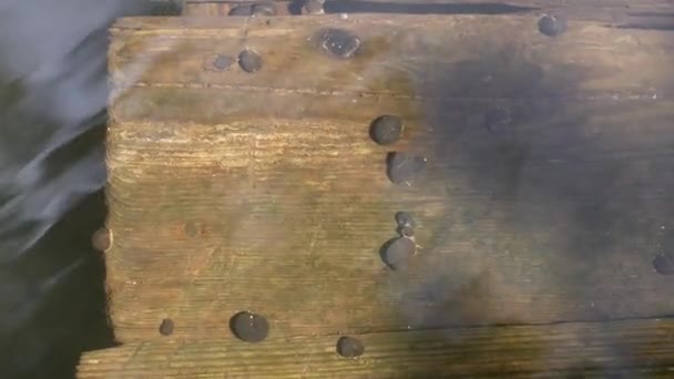 Caracoles Río Una Tabla Madera Bajo Agua Agua Fluye Sobre — Vídeo de stock