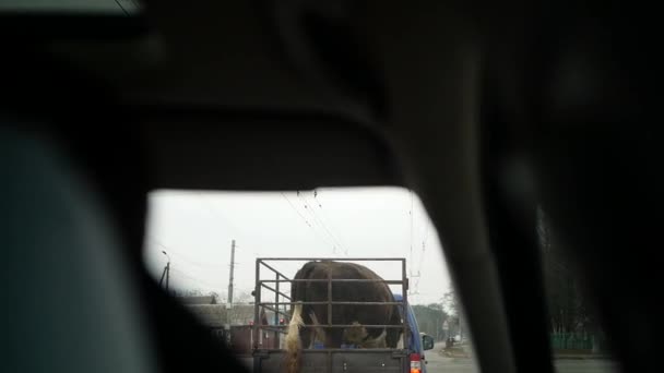 View Back Seat Car Windshield Cow Being Transported Trailer Cattle — Stock Video