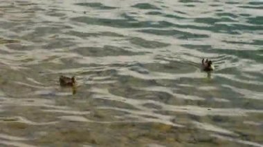 İki ördek gölde temiz suda yüzer. Kapatın. Lucerne, İsviçre.