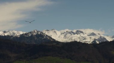 Gün batımında, bir martı kuşu mavi bir gökyüzü ve güzel karlı dağlara karşı bir tarlanın ve ormanın üzerinden uçar. İsviçre, Avrupa.