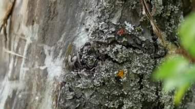 Makro çekim, bir yaz günü, kırmızı bir böcek asker hızla bir ağacın kabuğunda koşar ve sığınak arar..