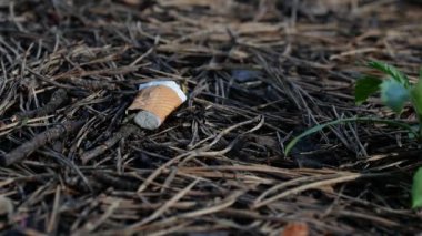 Close-up of garbage from cigarettes, a cigarette butt lies in the forest. The problem of nature pollution by people.