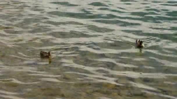 Zwei Enten Schwimmen Klaren Wasser Des Sees Aus Nächster Nähe — Stockvideo