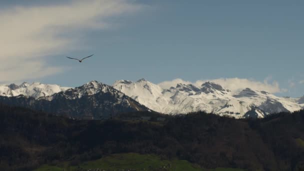 Gün Batımında Bir Martı Kuşu Mavi Bir Gökyüzü Güzel Karlı — Stok video