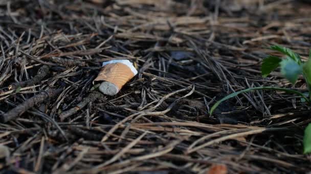 Close Garbage Cigarettes Cigarette Butt Lies Forest Problem Nature Pollution — Vídeo de Stock