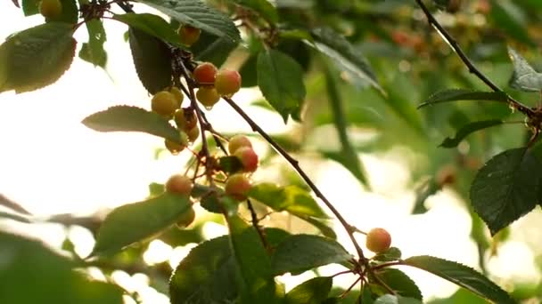 在美丽的夏天 色彩艳丽的日落中 未成熟的樱桃浆果上的雨滴 在雨后温暖的夏夜 樱桃几乎成熟 — 图库视频影像
