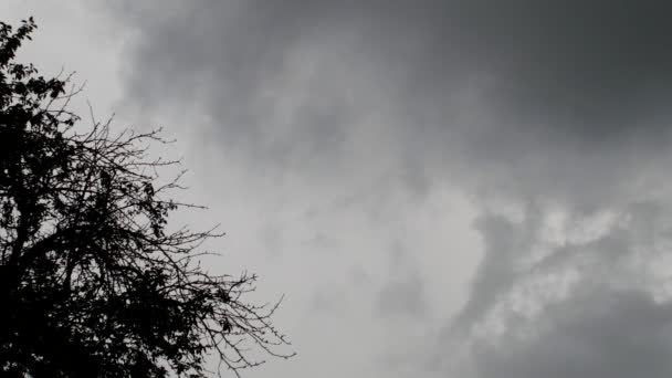 Rainy Evening Dark Tree Background Large Thundercloud Flashes Lightning — Stock Video