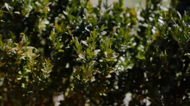 A large boxwood bush sways in the wind in a city park in early spring. Sunny day.