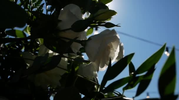 Ray Sunlight Shines Petals Lush White Roses Beautiful Floral Decor — Stock Video