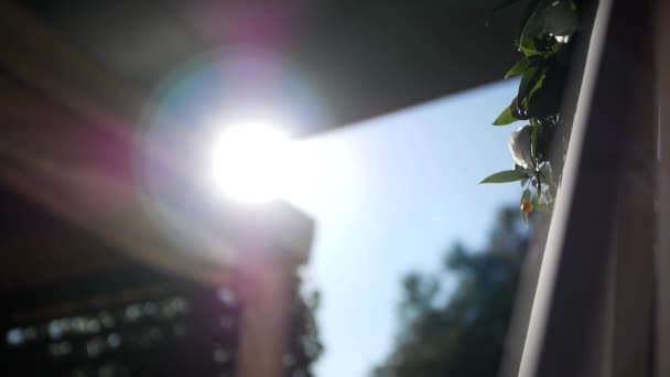 Ray Sunlight Shines Petals Lush White Roses Beautiful Floral Decor — Stock Video