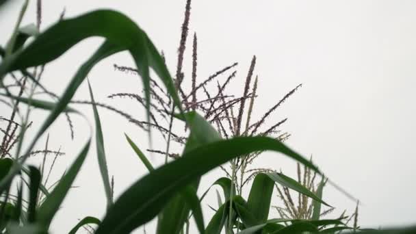 Krajobraz Wiejski Uszami Kukurydzy Bliska Farmie Wiejskiej — Wideo stockowe