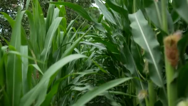 视频拍摄Pov 第一人称镜头在一排排高大的玉米中漫步 穿过田野里高大的绿色玉米茎的概念 — 图库视频影像