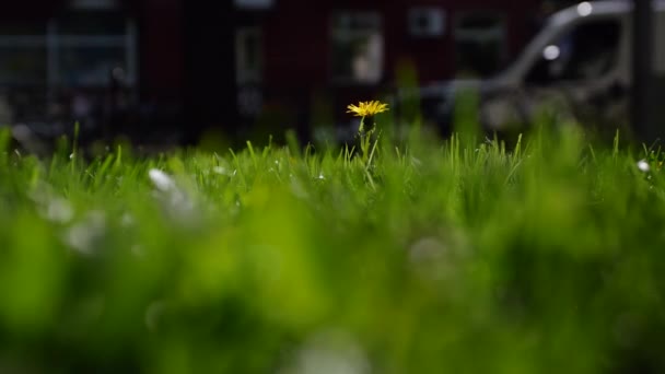 Video Footage Close Young Man Hand Picking Lonely Yellow Dandelion — Vídeos de Stock