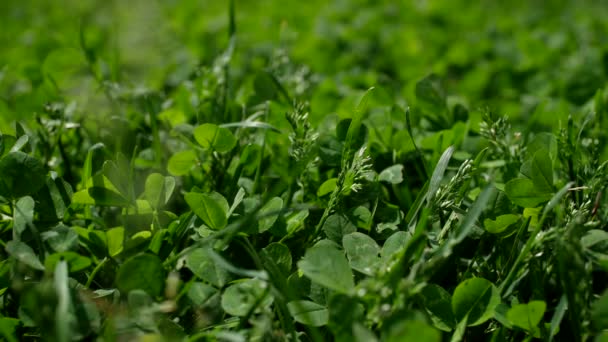 Тысячи Кадров Закрыть Концепцию Природы Селективный Травяной Клевер Зеленая Трава — стоковое видео