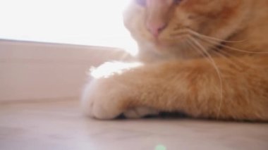 Kırmızı kedi pencere pervazında dinleniyor. Güzel bir kırsal kedi pencerenin üzerinde dinlenirken başını patilerine koyar..