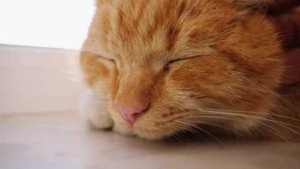 Gato Vermelho Está Descansando Peitoril Janela Gato Rural Doméstico Bonito — Vídeo de Stock