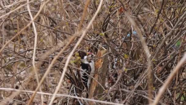 Picchio Giovane Uccello Ottiene Cibo Picchio Bussa Bastone Tira Fuori — Video Stock