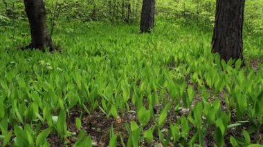 İlkbaharın başlarında henüz çiçek açmamış olan orman kardelenleri. Güzel renkli orman bahar manzarası. Taze orman atmosferi.