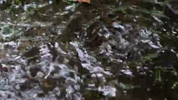 Yağmur Sularının Lık Yakın Çekim Görüntüsü Yağmur Sırasında Birikintisine Akar — Stok video