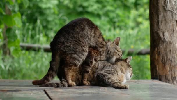 Közelkép Videofelvétel Párosodó Macskák Macska Szexel Macskák Szeretkeznek Két Házi — Stock videók