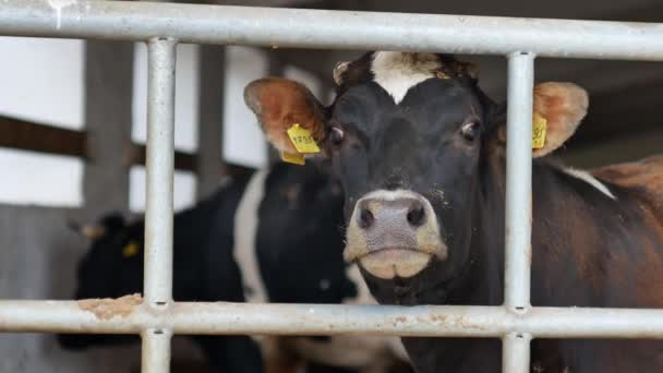 Close Van Het Gezicht Van Een Koe Een Paddock Een — Stockvideo