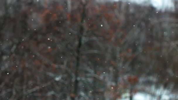 Początek Zimy Pierwsze Płatki Śniegu Opadają Tle Drzew Suszonymi Liśćmi — Wideo stockowe