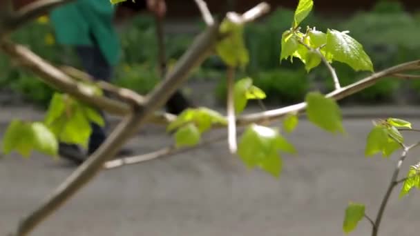 Conciërge Veegt Vuilnis Van Dichtbij Straat Video Schieten Door Groene — Stockvideo