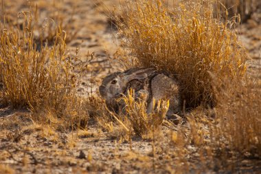 Wild Rabbit in the tall grass in Botswan clipart