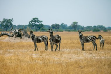 Bayağı Zebra Botsvana