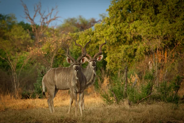 Större kudu antiloper — Stockfoto