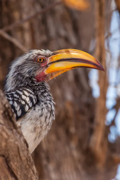 Zuidelijke gele-billed neushoornvogel in Zuid-Afrika — Stockfoto