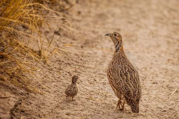 Wild Afrcan Orange River Francolin with chick — Stock Photo, Image