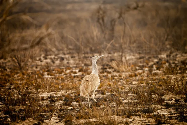 Wild African Kori Bustard in Botswana — Stock Photo, Image