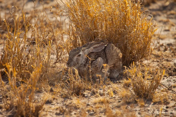 Coniglio selvatico del Sud Africa in Botswan — Foto Stock