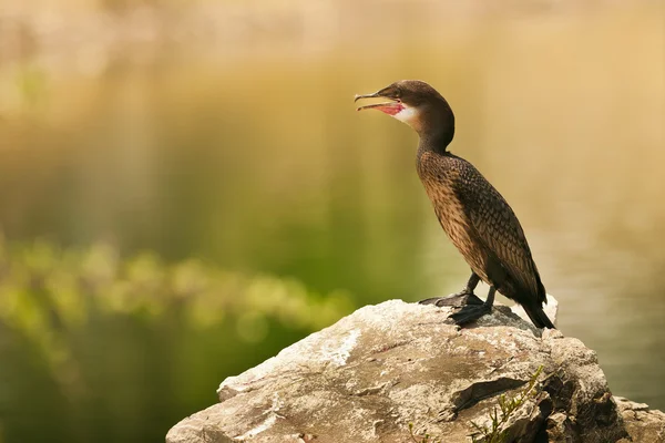 Karabatak (phalacrocorax carbo) — Stok fotoğraf