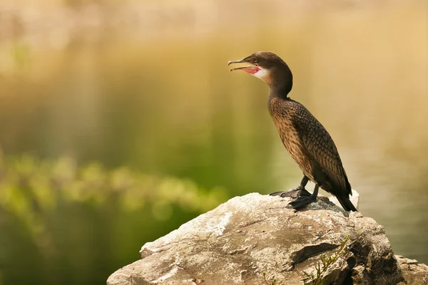 Баклажан (Phalacrocorax Carbo) ) — стоковое фото