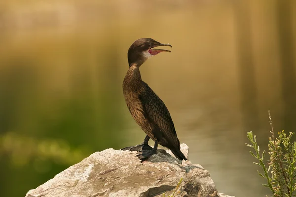 Cormorant on the stone in Botswana — Stock Photo, Image