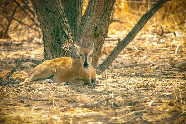 Steenbok antielope ruht in savanne von botswana — Stockfoto